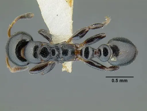 Tetraponera pedana specimen CASENT0794355 image casent0794355_1