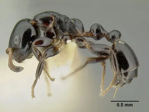 Tetraponera pedana specimen CASENT0794355 image casent0794355_3