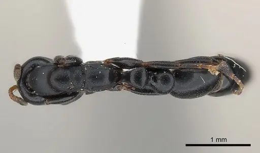 Tetraponera penzigi specimen CASENT0217595 image casent0217595_1