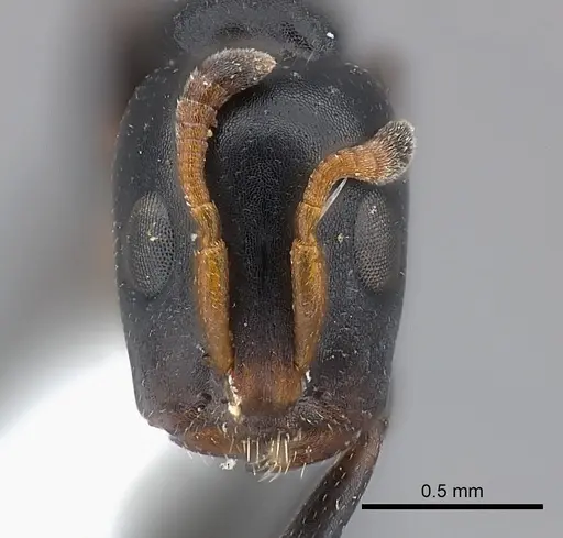 Tetraponera penzigi specimen CASENT0217595 image casent0217595_2