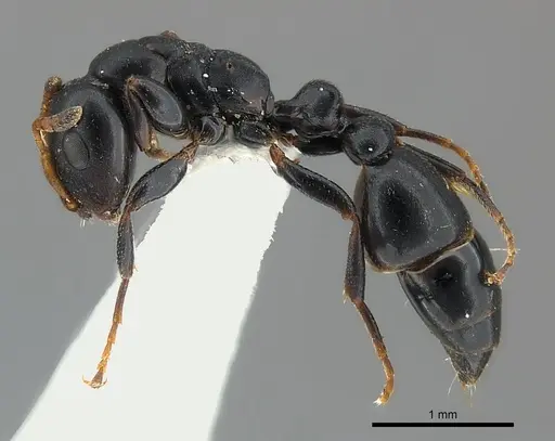 Tetraponera penzigi specimen CASENT0217595 image casent0217595_3