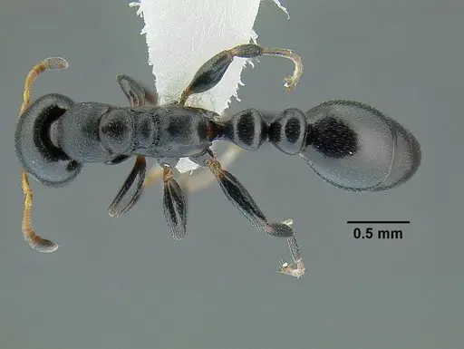 Tetraponera penzigi specimen CASENT0794353 image casent0794353_1