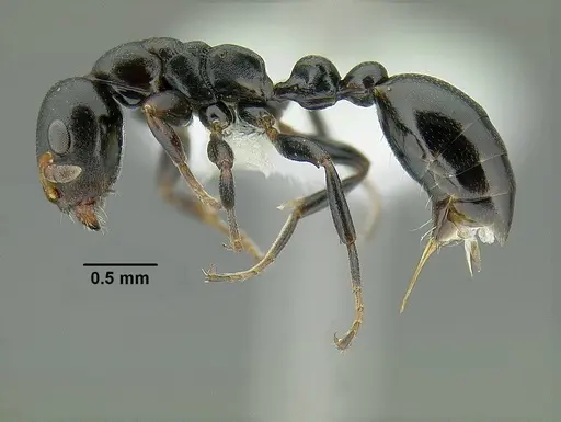 Tetraponera penzigi specimen CASENT0794353 image casent0794353_3