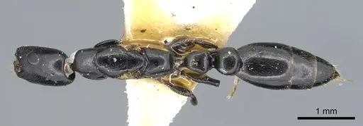 Tetraponera penzigi specimen CASENT0902818 image casent0902818_1