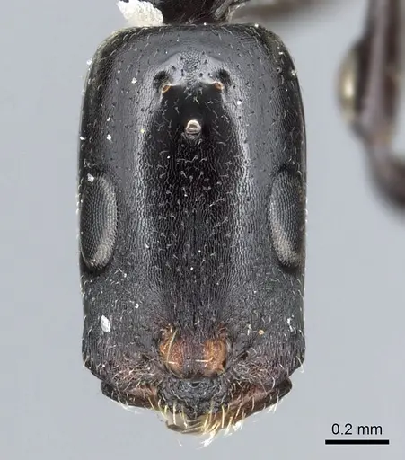 Tetraponera penzigi specimen CASENT0902818 image casent0902818_2