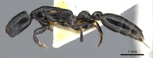 Tetraponera penzigi specimen CASENT0902818 image casent0902818_3