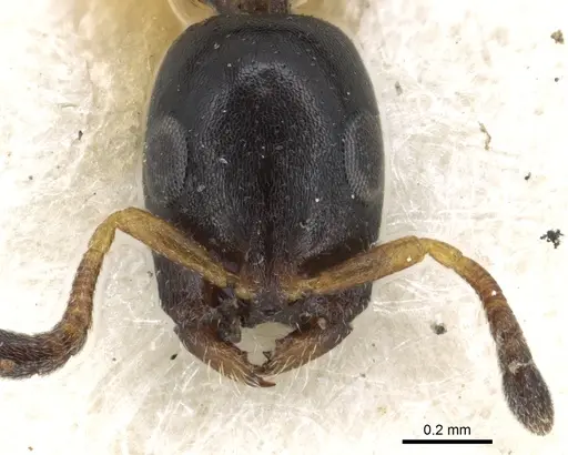 Tetraponera penzigi specimen CASENT0902911 image casent0902911_1