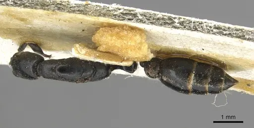 Tetraponera penzigi specimen CASENT0915538 image casent0915538_1