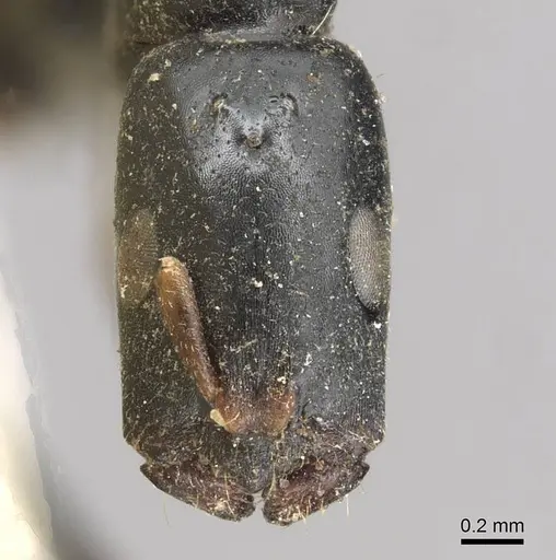 Tetraponera penzigi specimen CASENT0915538 image casent0915538_2