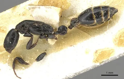 Tetraponera penzigi specimen CASENT0915538 image casent0915538_3