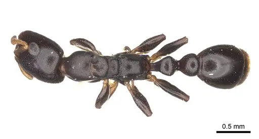 Tetraponera penzigi specimen CASENT0915851 image casent0915851_1