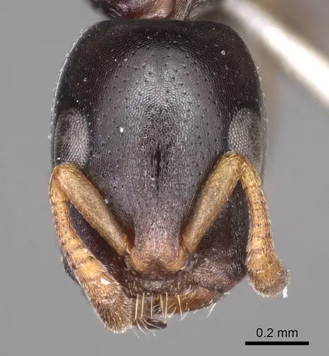 Tetraponera penzigi specimen CASENT0915851 image casent0915851_2