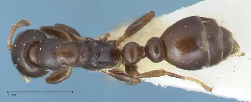 Tetraponera penzigi specimen FOCOL1155 image focol1155_1