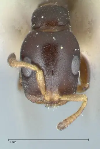 Tetraponera penzigi specimen FOCOL1155 image focol1155_2