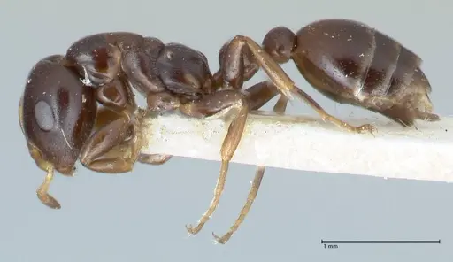 Tetraponera penzigi specimen FOCOL1155 image focol1155_3
