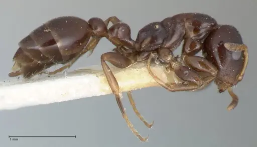 Tetraponera penzigi specimen FOCOL1155 image focol1155_4