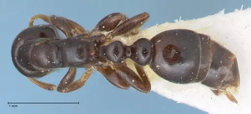 Tetraponera penzigi specimen FOCOL1156 image focol1156_1