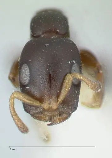 Tetraponera penzigi specimen FOCOL1156 image focol1156_2