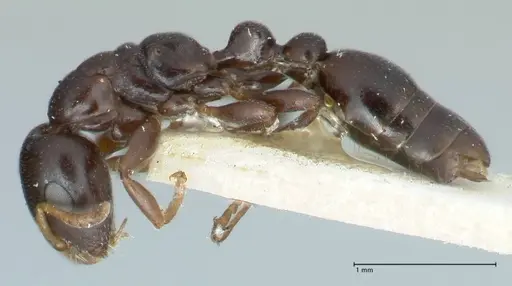 Tetraponera penzigi specimen FOCOL1156 image focol1156_3