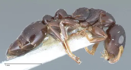 Tetraponera penzigi specimen FOCOL1156 image focol1156_4