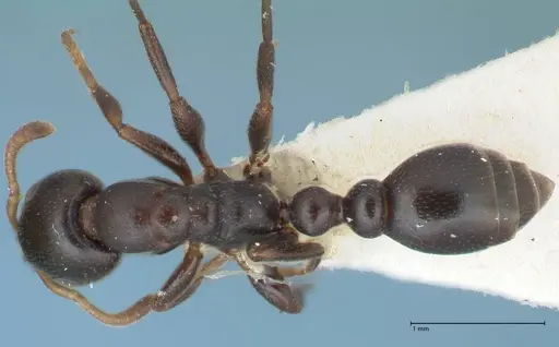 Tetraponera penzigi specimen FOCOL1157 image focol1157_1