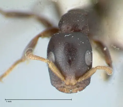 Tetraponera penzigi specimen FOCOL1157 image focol1157_2