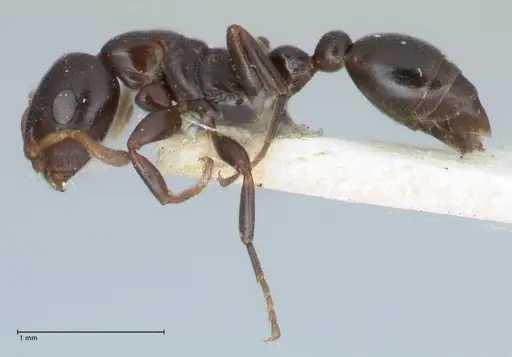 Tetraponera penzigi specimen FOCOL1157 image focol1157_3