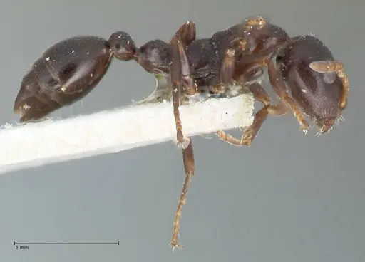 Tetraponera penzigi specimen FOCOL1157 image focol1157_4