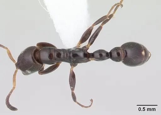 Tetraponera perlonga specimen CASENT0012838 image casent0012838_1