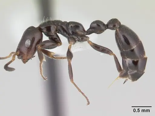 Tetraponera perlonga specimen CASENT0012838 image casent0012838_3