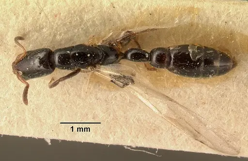 Tetraponera perlonga specimen CASENT0101152 image casent0101152_1