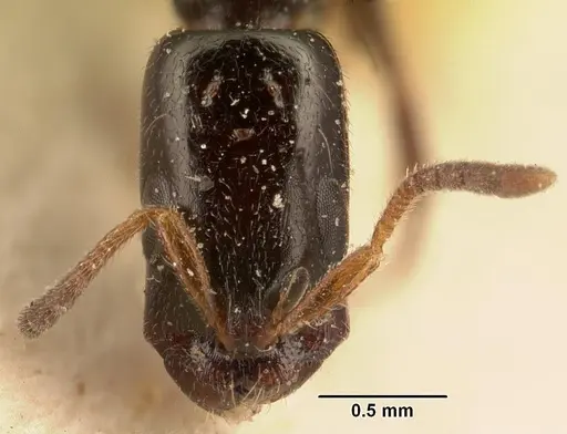 Tetraponera perlonga specimen CASENT0101152 image casent0101152_2