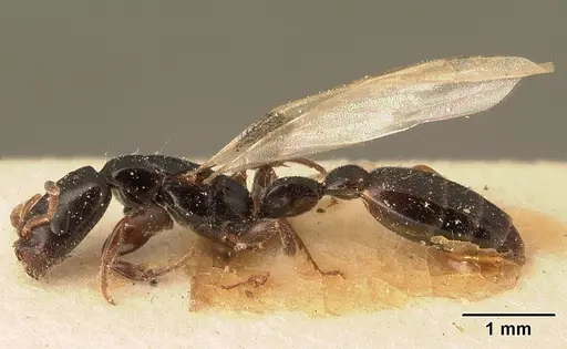 Tetraponera perlonga specimen CASENT0101152 image casent0101152_3