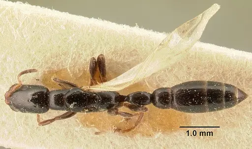 Tetraponera perlonga specimen CASENT0101153 image casent0101153_1
