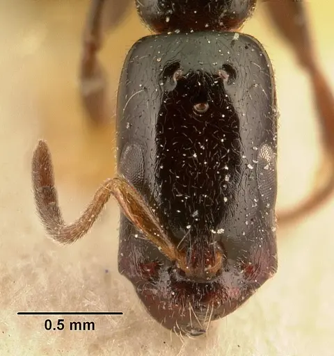 Tetraponera perlonga specimen CASENT0101153 image casent0101153_2