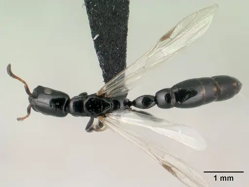 Tetraponera perlonga specimen CASENT0143658 image casent0143658_1