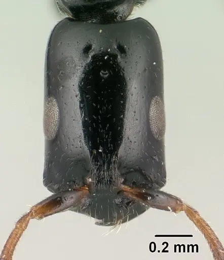 Tetraponera perlonga specimen CASENT0143658 image casent0143658_2