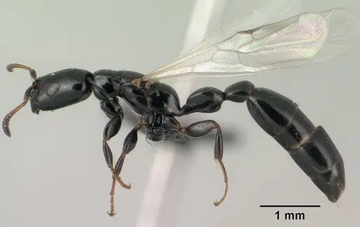 Tetraponera perlonga specimen CASENT0143658 image casent0143658_3