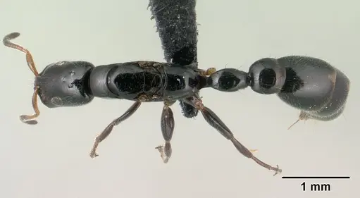 Tetraponera perlonga specimen CASENT0145026 image casent0145026_1