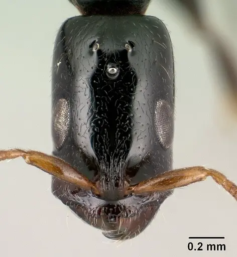Tetraponera perlonga specimen CASENT0145026 image casent0145026_2