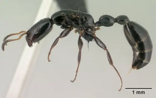 Tetraponera perlonga specimen CASENT0145026 image casent0145026_3