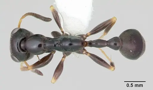 Tetraponera phragmotica specimen CASENT0106134 image casent0106134_1