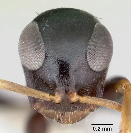 Tetraponera phragmotica specimen CASENT0106134 image casent0106134_2