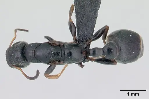 Tetraponera phragmotica specimen CASENT0136419 image casent0136419_1