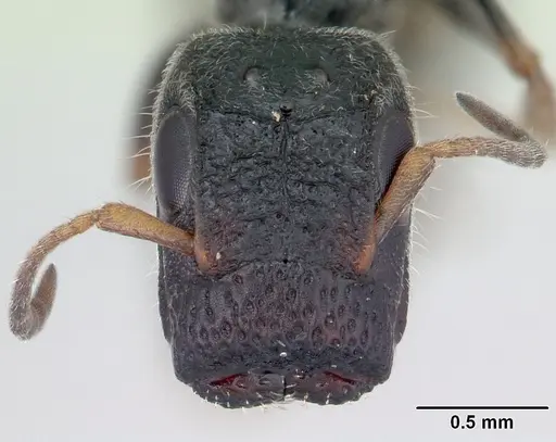 Tetraponera phragmotica specimen CASENT0136419 image casent0136419_2