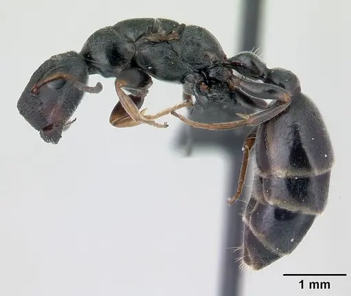 Tetraponera phragmotica specimen CASENT0136419 image casent0136419_3