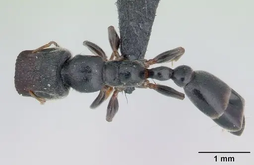 Tetraponera phragmotica specimen CASENT0136420 image casent0136420_1