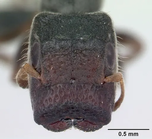 Tetraponera phragmotica specimen CASENT0136420 image casent0136420_2