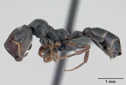 Tetraponera phragmotica specimen CASENT0136420 image casent0136420_3