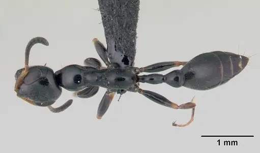 Tetraponera phragmotica specimen CASENT0136912 image casent0136912_1